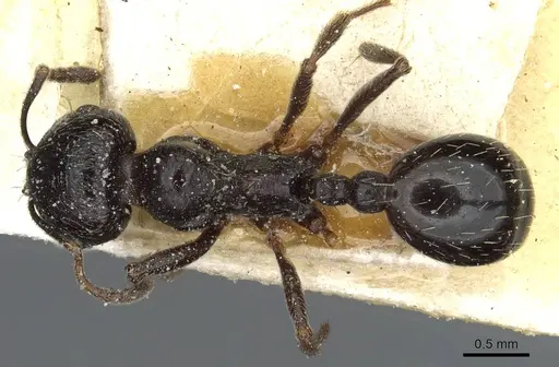 Goniomma hispanicum - CASENT0913138