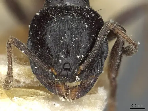 Goniomma hispanicum - CASENT0913138