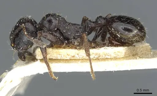 Goniomma hispanicum - CASENT0913138