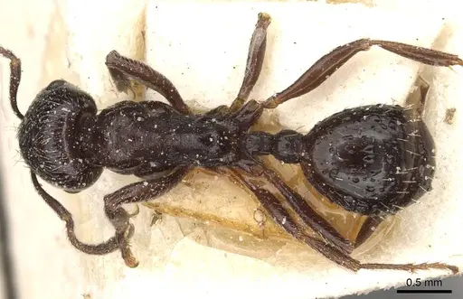 Goniomma hispanicum - CASENT0913139