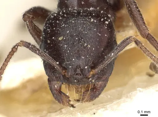 Goniomma hispanicum - CASENT0913139