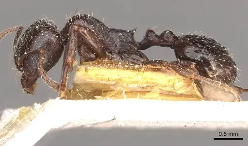 Goniomma hispanicum - CASENT0913139