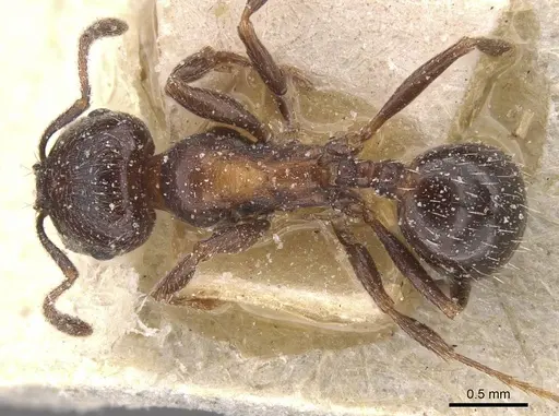 Goniomma hispanicum - CASENT0913140