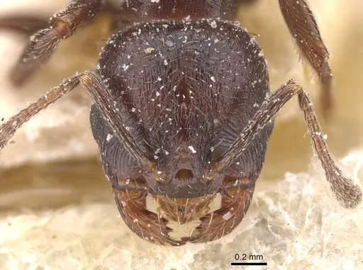 Goniomma hispanicum - CASENT0913140