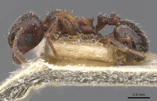 Goniomma hispanicum - CASENT0913140