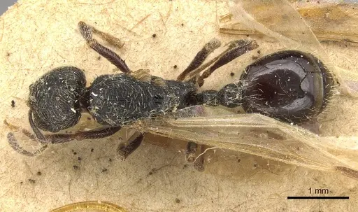 Goniomma hispanicum - CASENT0915450