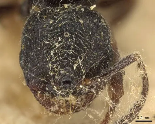 Goniomma hispanicum - CASENT0915450