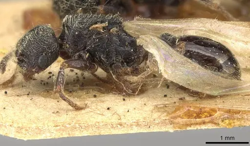 Goniomma hispanicum - CASENT0915450