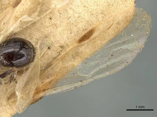 Goniomma hispanicum - CASENT0915450