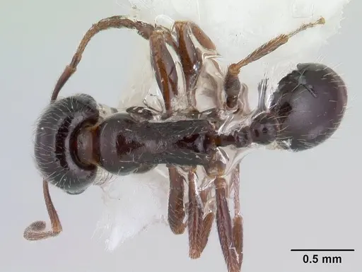 Goniomma kugleri specimen