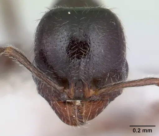 Goniomma kugleri specimen