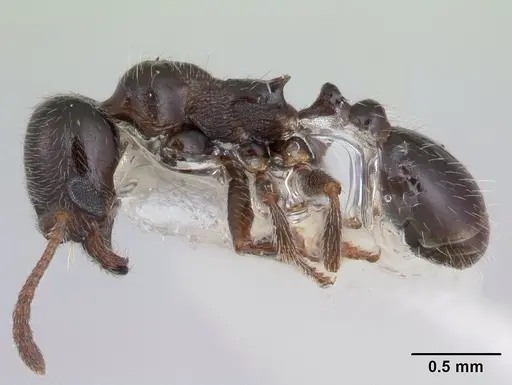 Goniomma kugleri specimen