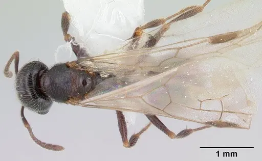 Goniomma kugleri - CASENT0178584