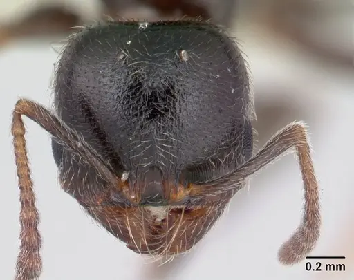 Goniomma kugleri - CASENT0178584