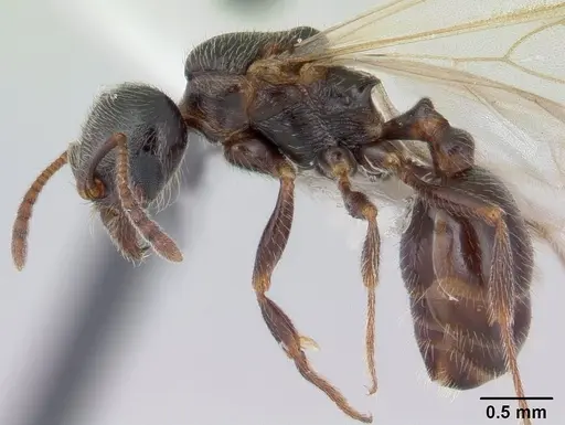 Goniomma kugleri - CASENT0178584