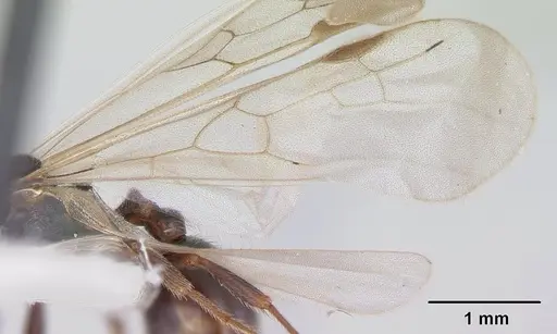 Goniomma kugleri - CASENT0178584