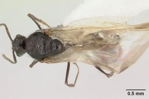 Goniomma kugleri - CASENT0178585