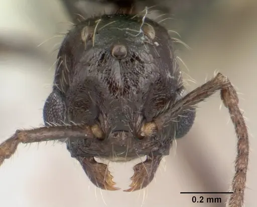 Goniomma kugleri - CASENT0178585