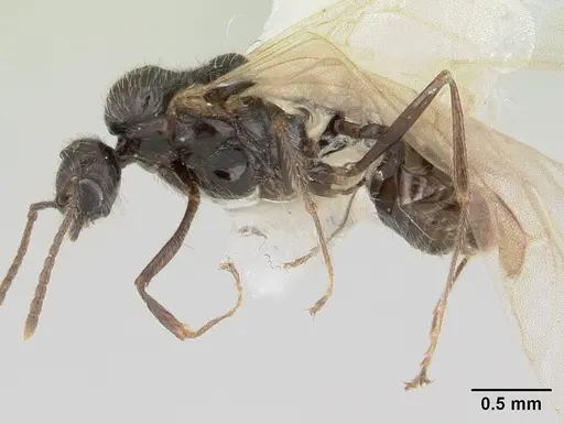 Goniomma kugleri - CASENT0178585