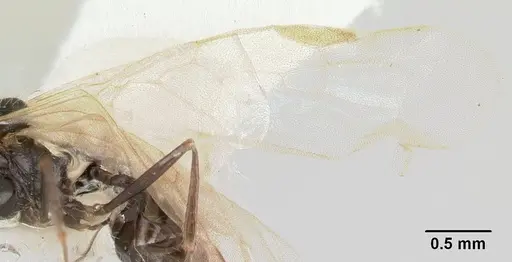 Goniomma kugleri - CASENT0178585