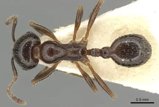 Goniomma kugleri - CASENT0915447