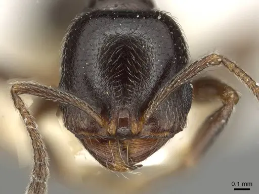 Goniomma kugleri - CASENT0915447