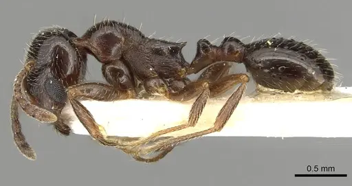 Goniomma kugleri - CASENT0915447