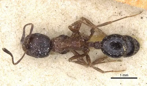 Goniomma otini specimen