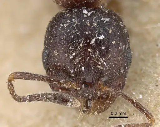 Goniomma otini specimen