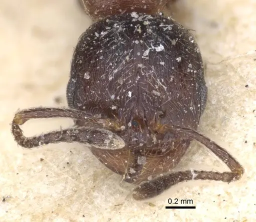 Goniomma otini specimen