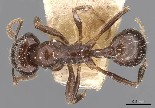 Goniomma punicum specimen
