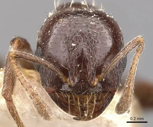 Goniomma punicum specimen