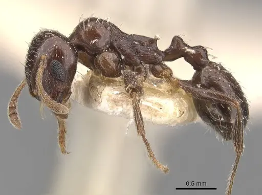 Goniomma punicum specimen