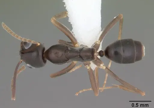 Gracilidris pombero specimen