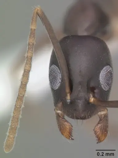 Gracilidris pombero specimen