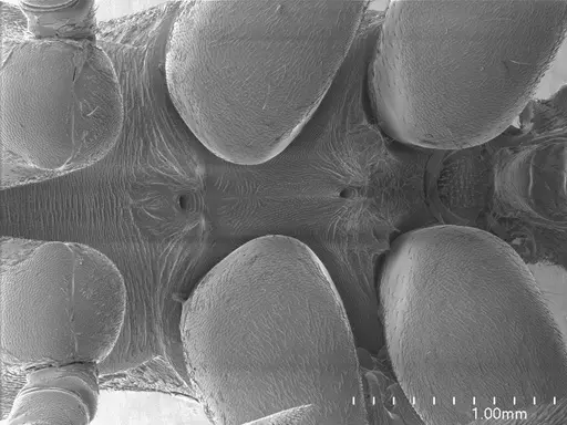 Hagensia havilandi specimen