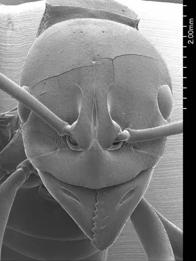 Hagensia havilandi specimen