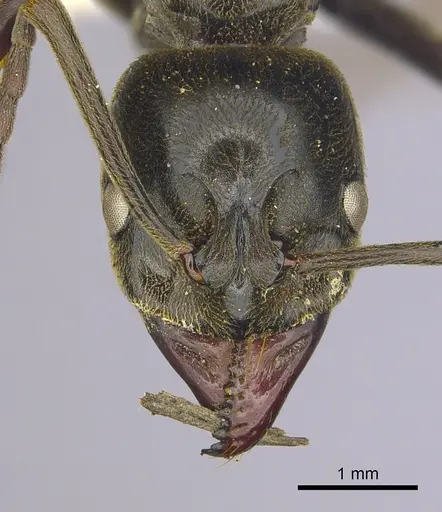 Hagensia peringueyi specimen