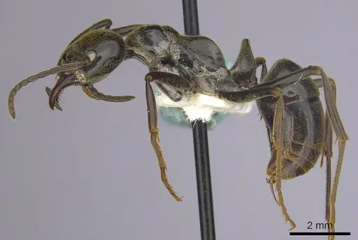 Hagensia peringueyi specimen