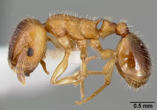 Harpagoxenus canadensis specimen