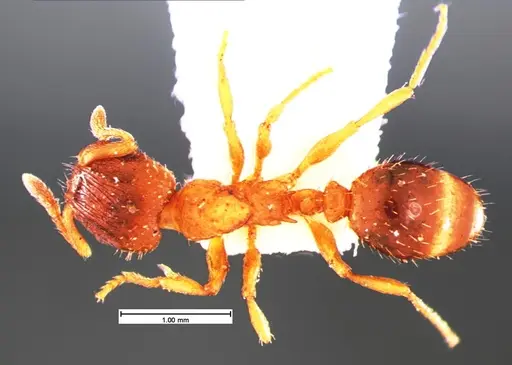 Harpagoxenus canadensis - CASENT0105557