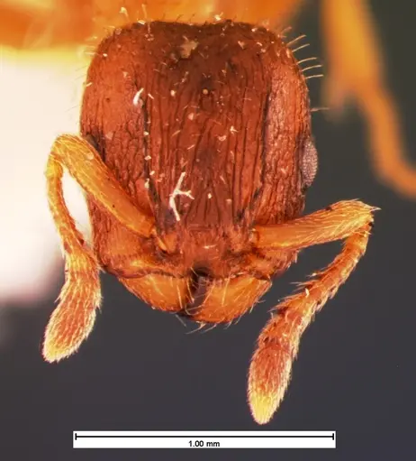 Harpagoxenus canadensis - CASENT0105557