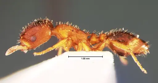 Harpagoxenus canadensis - CASENT0105557