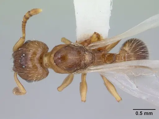 Harpagoxenus canadensis - CASENT0178586