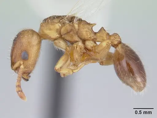 Harpagoxenus canadensis - CASENT0178586