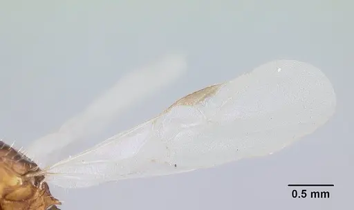 Harpagoxenus canadensis - CASENT0178586