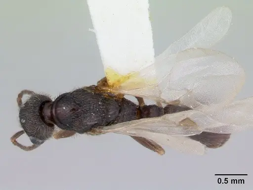 Harpagoxenus canadensis - CASENT0178587