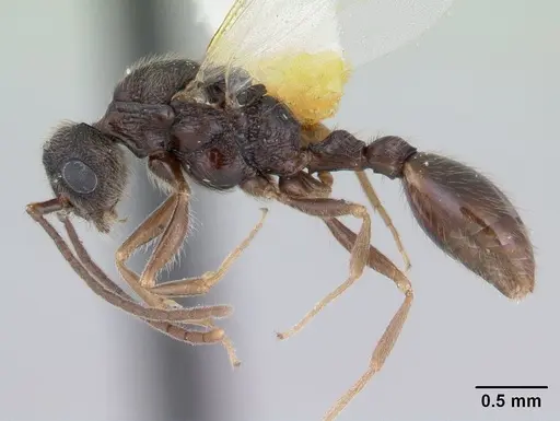 Harpagoxenus canadensis - CASENT0178587