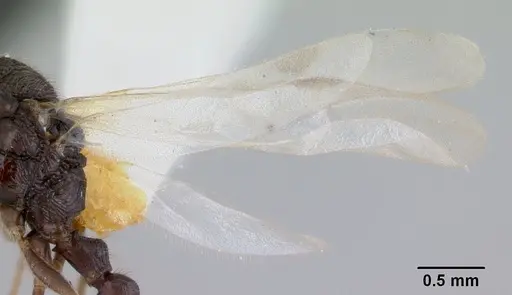 Harpagoxenus canadensis - CASENT0178587