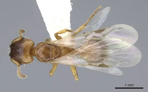 Harpagoxenus canadensis - CASENT0914975